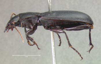 Media type: image;   Entomology 5609 Aspect: habitus lateral view